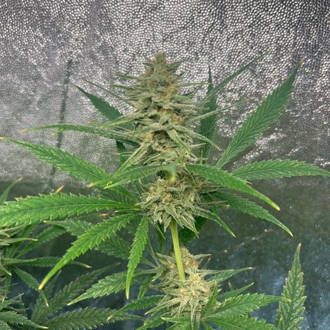 Gelato zamnesia growlog timeline photo