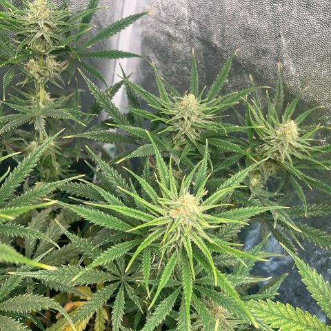 Gelato zamnesia growlog timeline photo