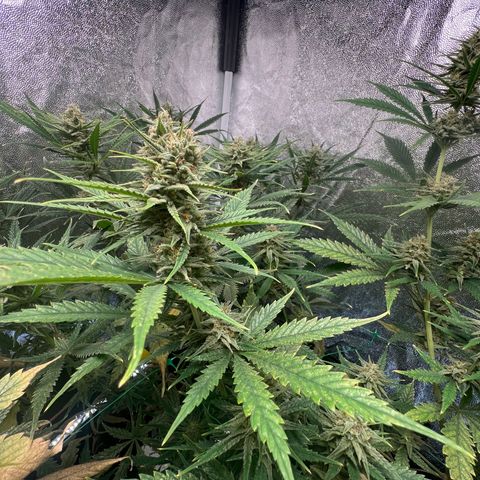 Gelato zamnesia growlog timeline photo