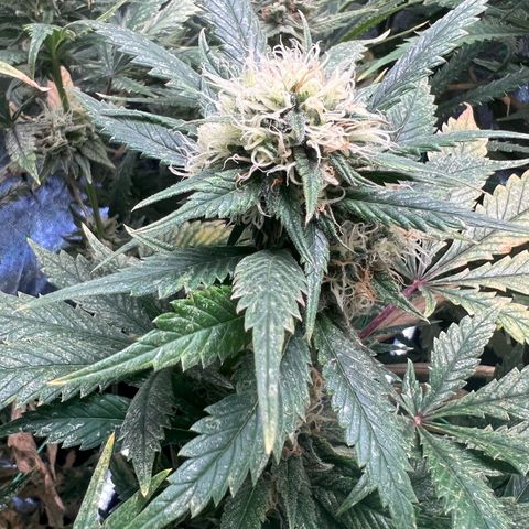 Sour diesel zamnesia  growlog timeline photo