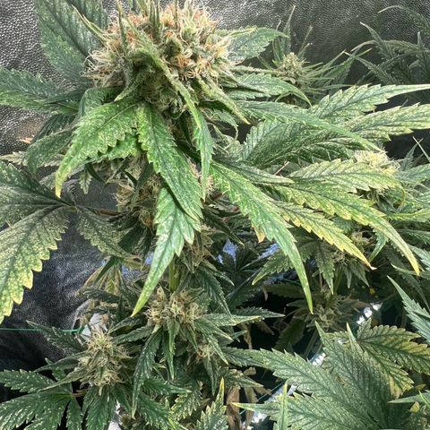 Sour diesel zamnesia  growlog timeline photo