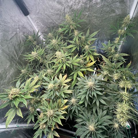 Sour diesel zamnesia  growlog timeline photo