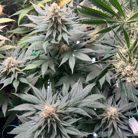 Runtz zamnesia  growlog timeline photo