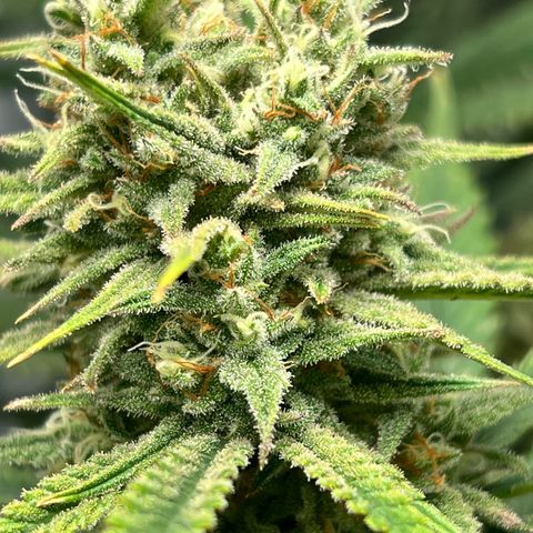 Gelato zamnesia growlog timeline photo