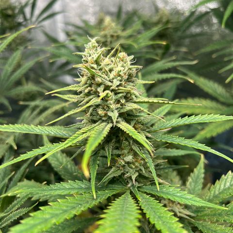 Gelato zamnesia growlog timeline photo