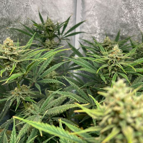 Gelato zamnesia growlog timeline photo