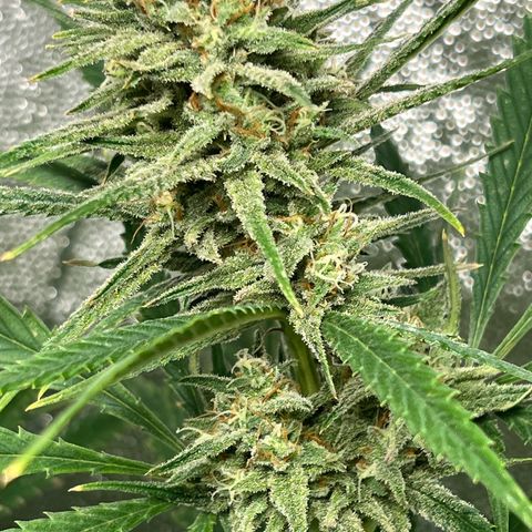 Gelato zamnesia growlog timeline photo
