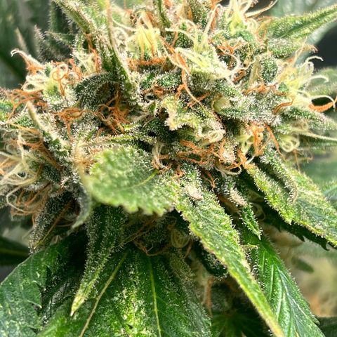 Sour diesel zamnesia  growlog timeline photo