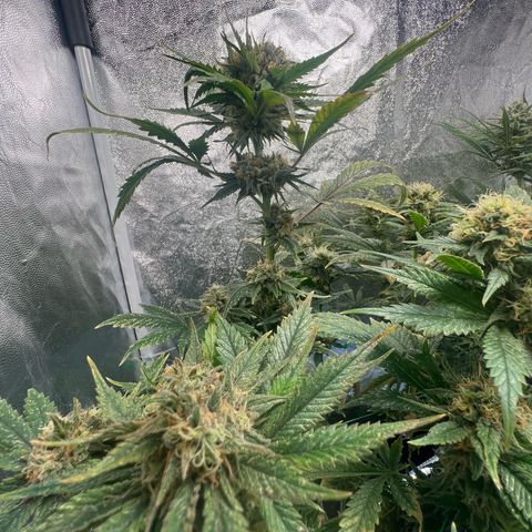 Sour diesel zamnesia  growlog timeline photo