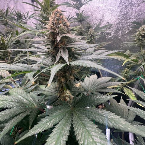 Runtz zamnesia  growlog timeline photo
