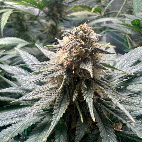 Runtz zamnesia  growlog timeline photo