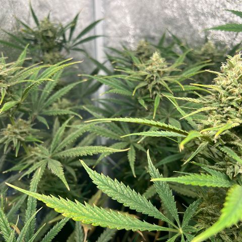 Gelato zamnesia growlog timeline photo