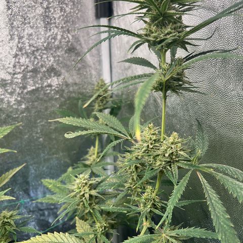 Gelato zamnesia growlog timeline photo