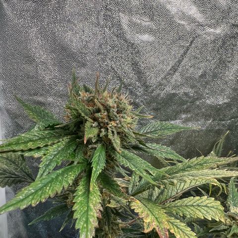 Sour diesel zamnesia  growlog timeline photo