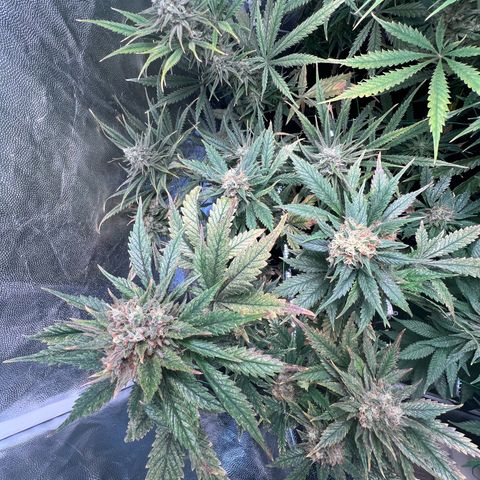 Sour diesel zamnesia  growlog timeline photo