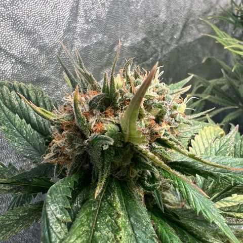 Sour diesel zamnesia  growlog timeline photo