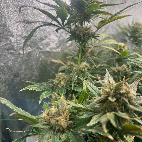 Sour diesel zamnesia  growlog timeline photo