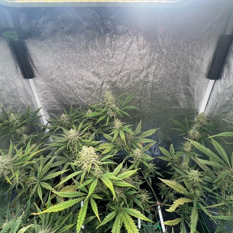 Gelato zamnesia growlog timeline photo