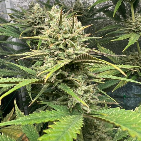 Gelato zamnesia growlog timeline photo