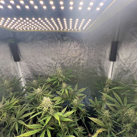 Gelato zamnesia growlog timeline photo