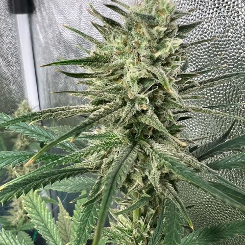 Gelato zamnesia growlog timeline photo