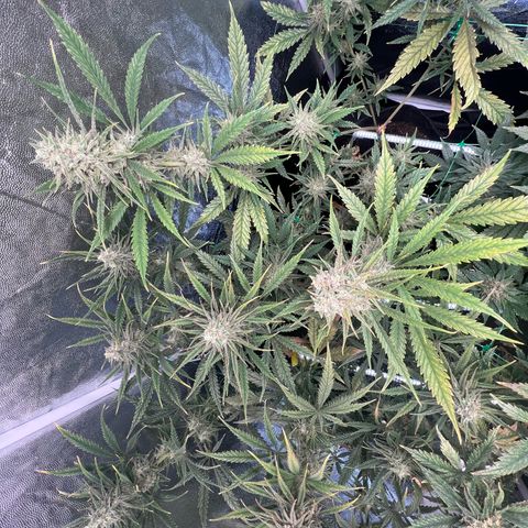 Gelato zamnesia growlog timeline photo
