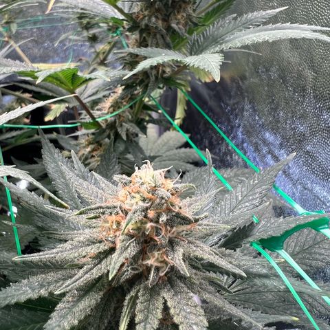 Runtz zamnesia  growlog timeline photo