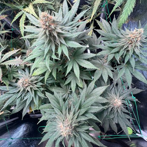 Runtz zamnesia  growlog timeline photo