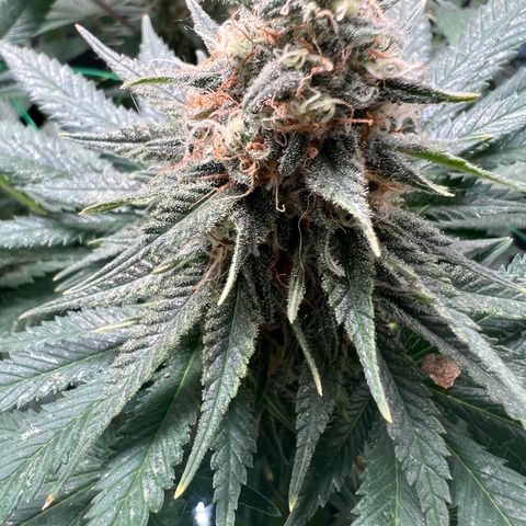 Runtz zamnesia  growlog timeline photo