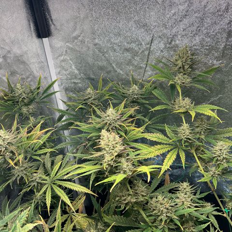 Gelato zamnesia growlog timeline photo
