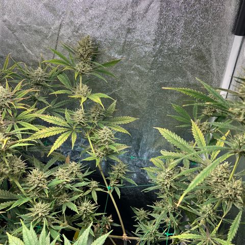 Gelato zamnesia growlog timeline photo