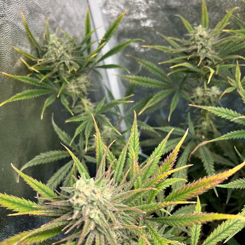 Gelato zamnesia growlog timeline photo
