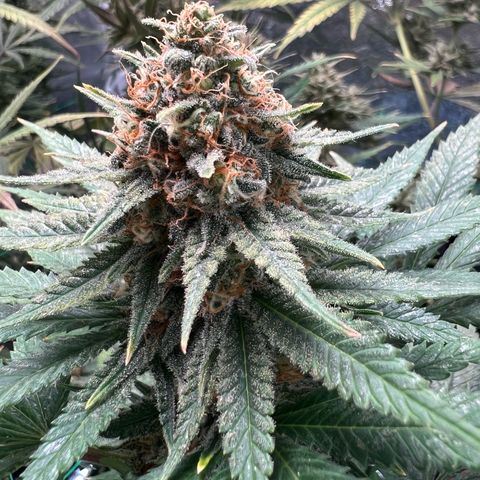Runtz zamnesia  growlog timeline photo