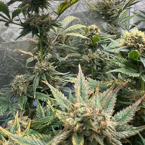 Sour diesel zamnesia  growlog timeline photo