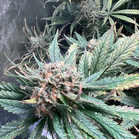 Sour diesel zamnesia  growlog timeline photo