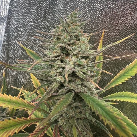 Gelato zamnesia growlog timeline photo