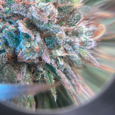 Gelato zamnesia growlog timeline photo