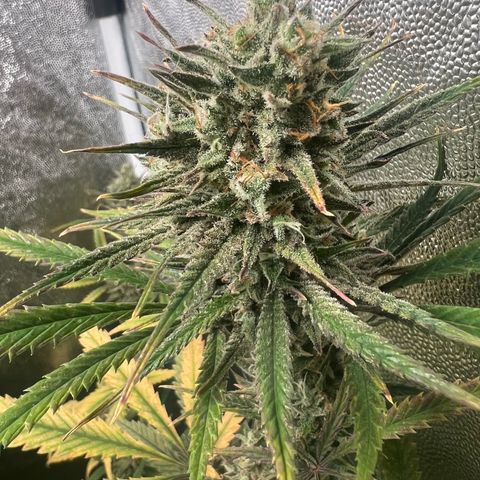 Gelato zamnesia growlog timeline photo