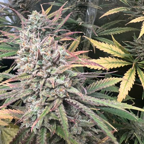 Gelato zamnesia growlog timeline photo
