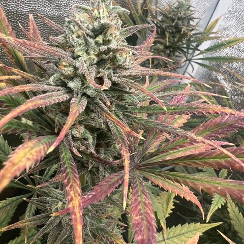 Gelato zamnesia growlog timeline photo