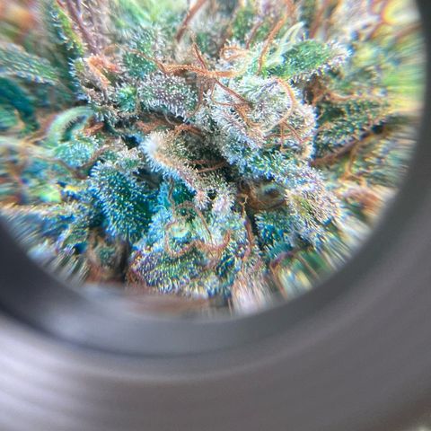 Sour diesel zamnesia  growlog timeline photo