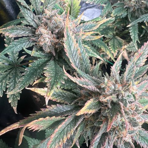 Sour diesel zamnesia  growlog timeline photo
