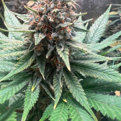 Runtz zamnesia  growlog timeline photo