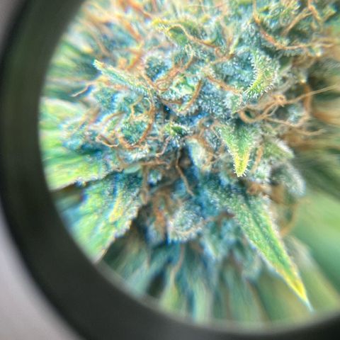Runtz zamnesia  growlog timeline photo