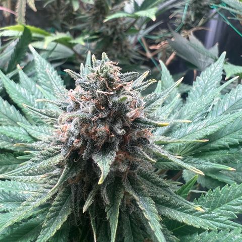 Runtz zamnesia  growlog timeline photo