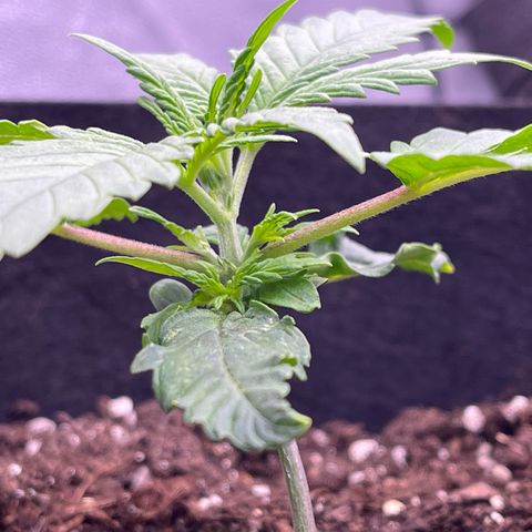 Unknown strain growlog timeline photo