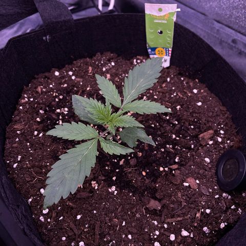 Unknown strain growlog timeline photo