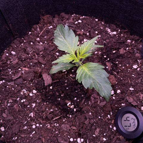 Unknown strain growlog timeline photo