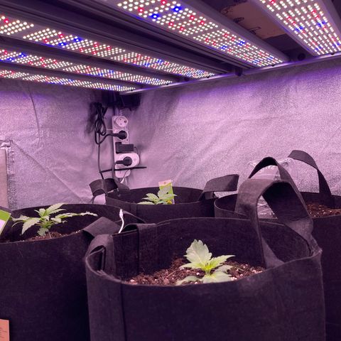 Unknown strain growlog timeline photo