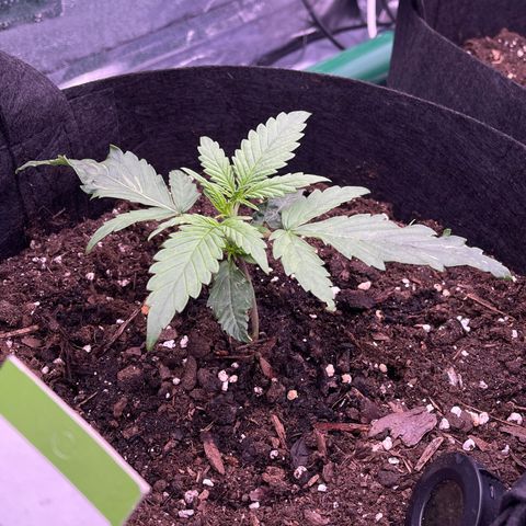 Unknown strain growlog timeline photo